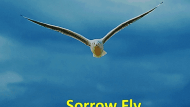 safo newman sorrow fly mp3 download mp3 image.png